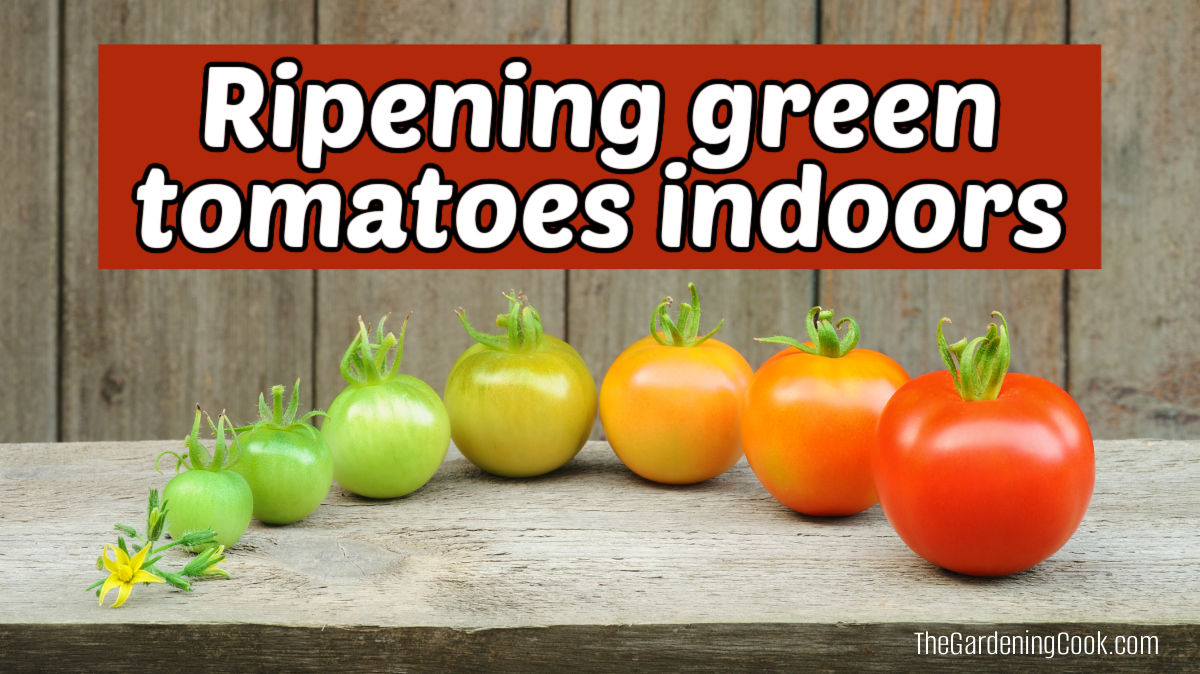 Tomatoes in various stages of ripeness on a counter. Red text box reads Ripening green tomatoes indoors.