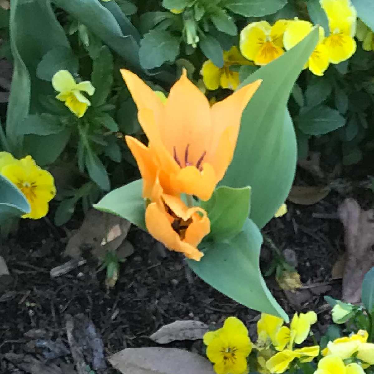 A close up shot of a Shogun Tulipa praestans flower, in a mulched flower bed with other tiny yellow flowers visible.
