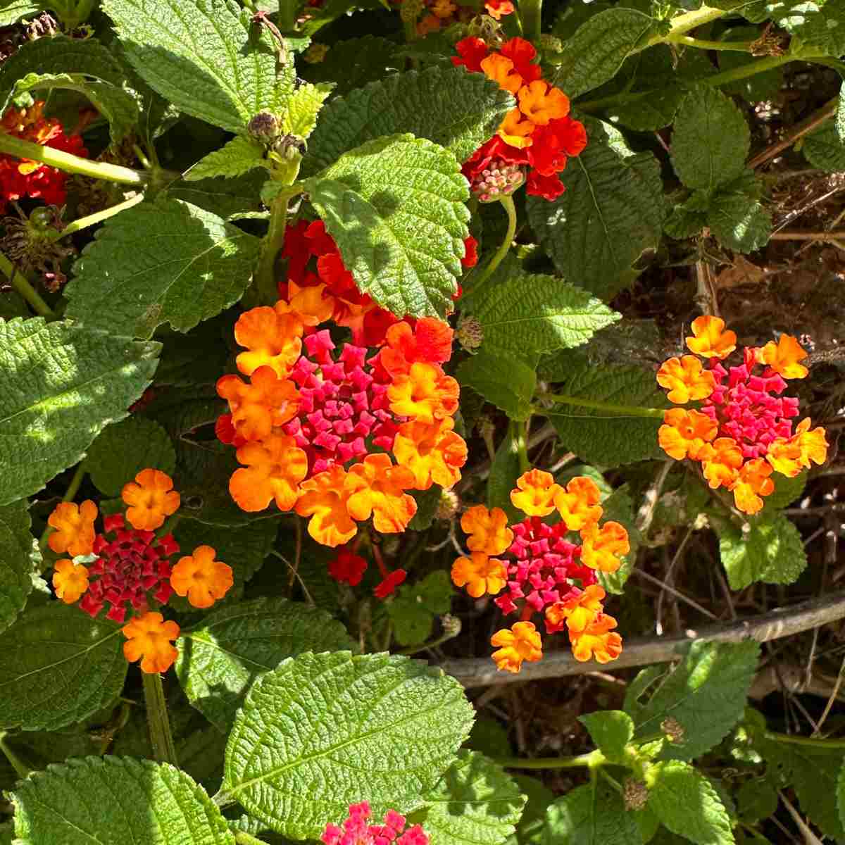 A close up of orange and red Texas lantana flowers which are known botanically as Lantana urticoides flowers.