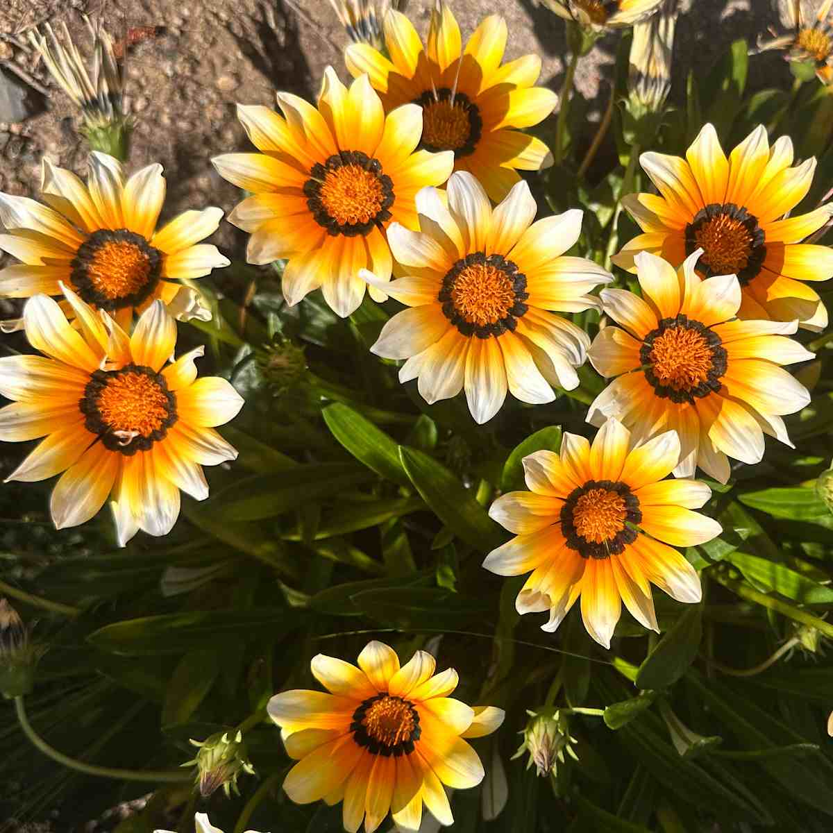 A patch of yellow and orange treasure flowers, also known as Gazania rigens flowers.