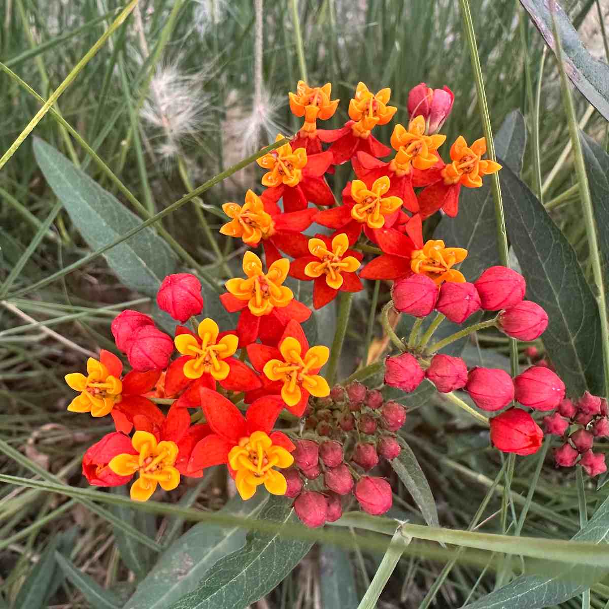 A close up photo of tropical milkweed flowers, known botanically as Asclepias curassavica flowers, where some of the red buds haven't opened, and some have, revealing orange and red blooms.
