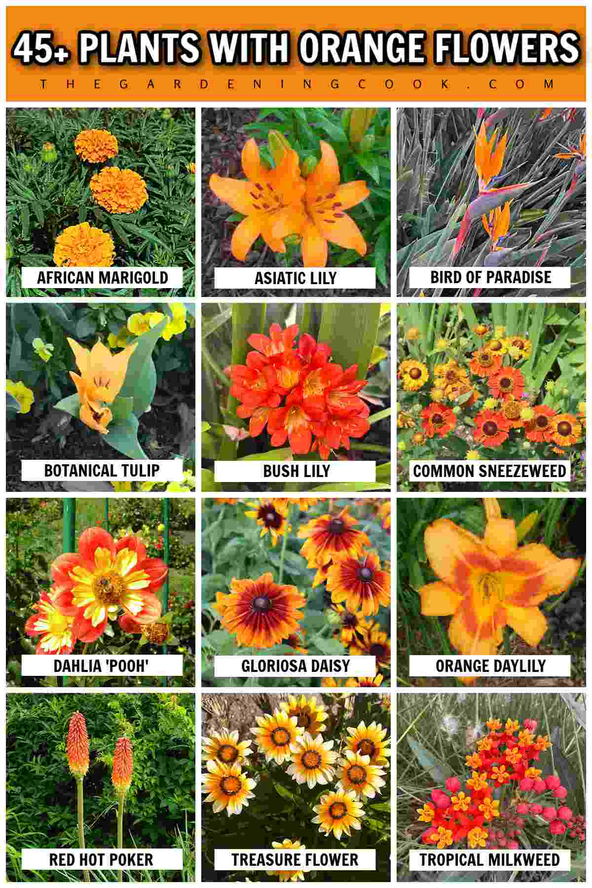An orange rectangle at the top with white text in a black outline that says 45+ plants with orange flowers, above a collage of that has 12 close up photos of orange flowers, each one titled with its name. The photos are African marigold, asiatic lily, bird of paradise, Shogun tulip, bush lily, common sneezeweed, Pooh dahlia, gloriosa daisy, daylily, red hot poker, treasure flower and tropical milkweed.