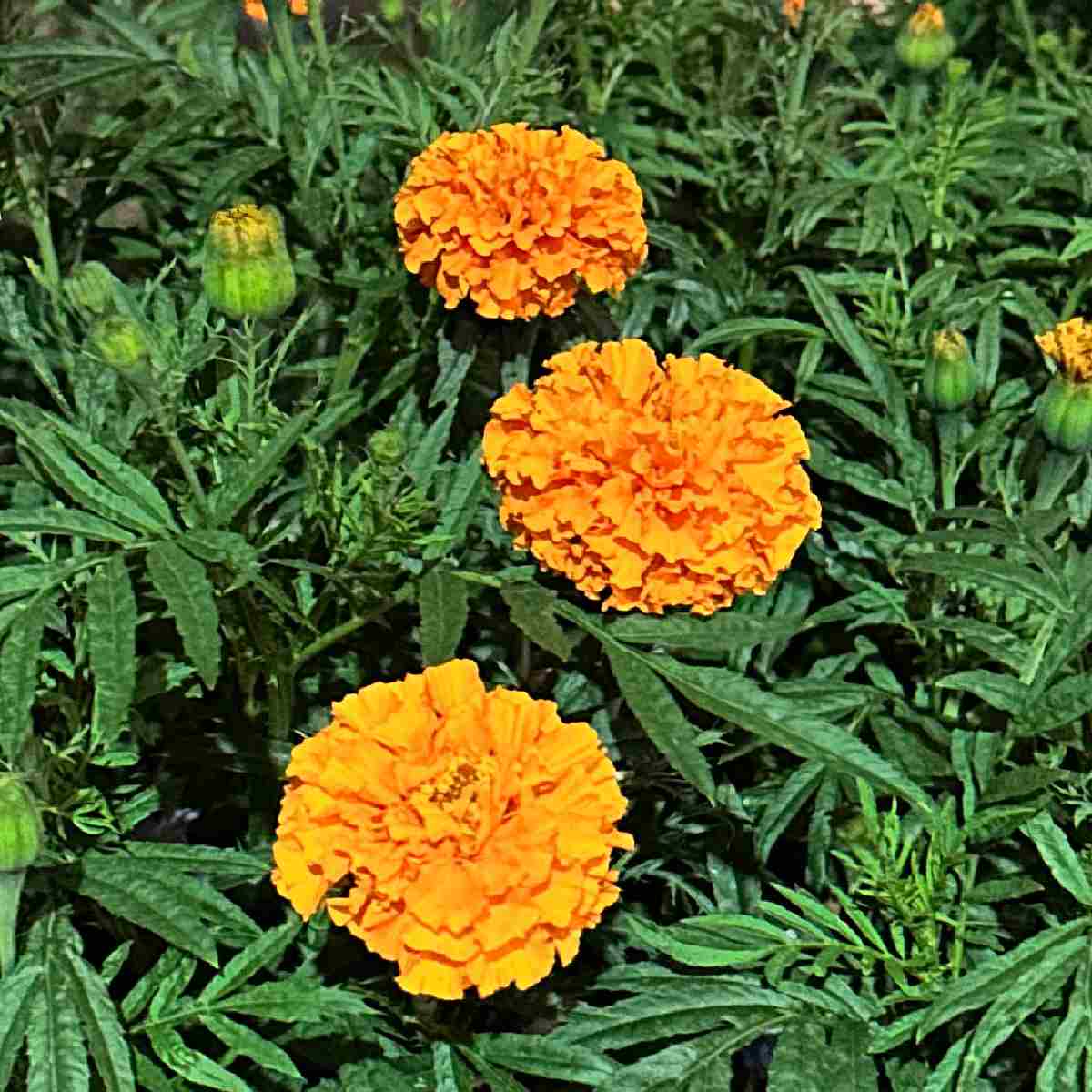 A close up of three orange flowers commonly called African marigolds, and known botanically as Tagetes erecta.