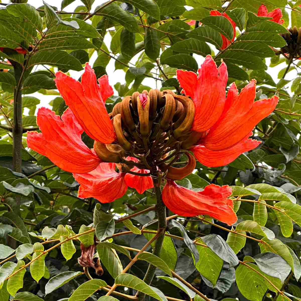A close up photo of a cluster of orange flowers of an African tulip tree, known botanically as Spathodea campanulata.