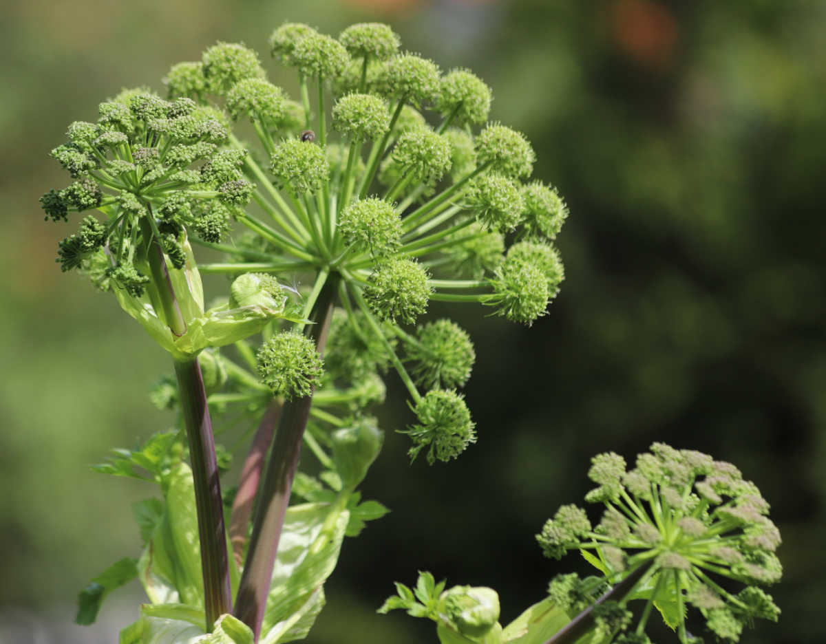 Angelica perennial herb with green flower buds ready to open.