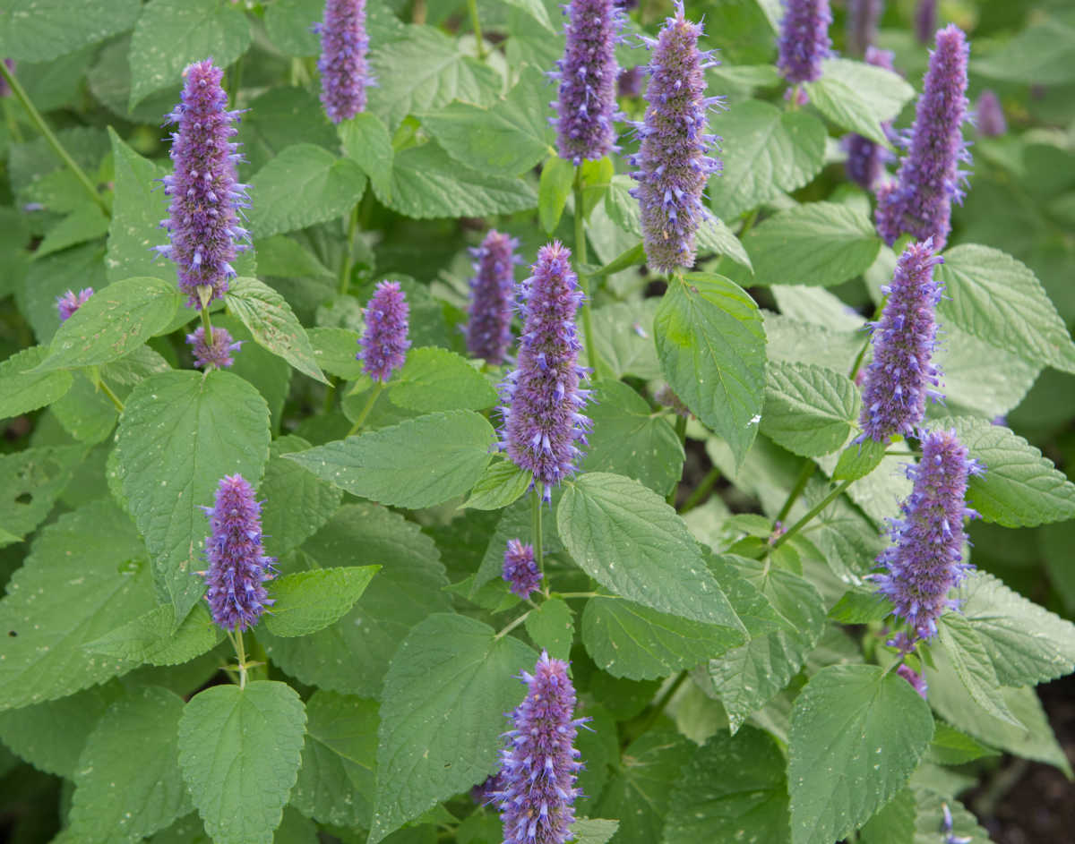 Anise hyssop perennial herbs with tall purple spires in bloom.