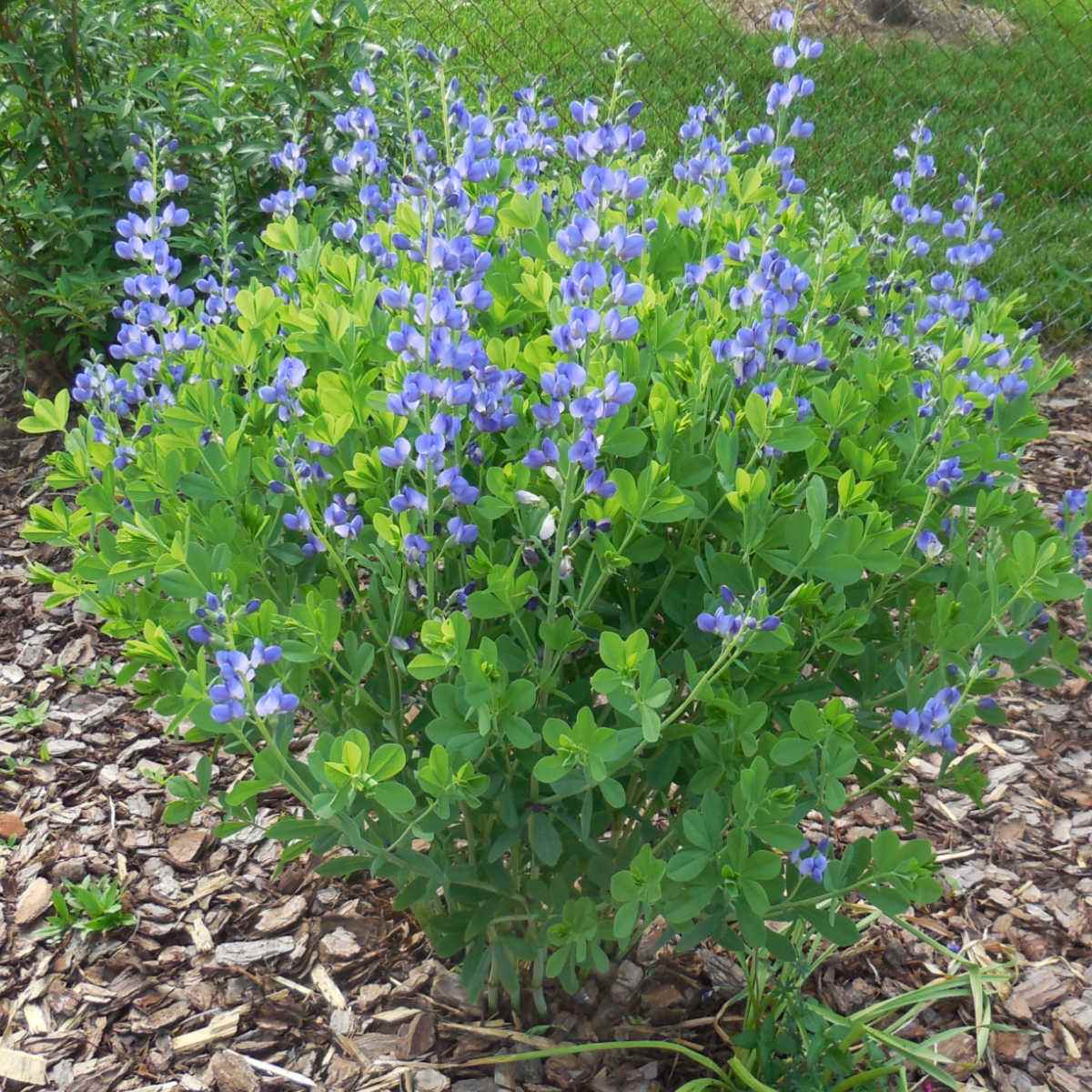 A Baptisia australis shrub in front of a chain link fence in a mulched garden bed.