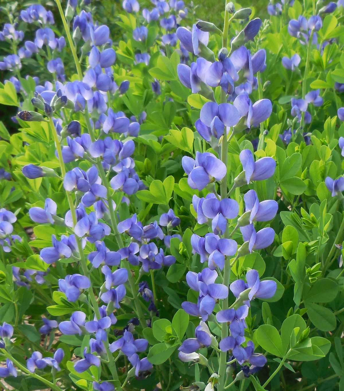 Baptisia flowers on a mature plant.