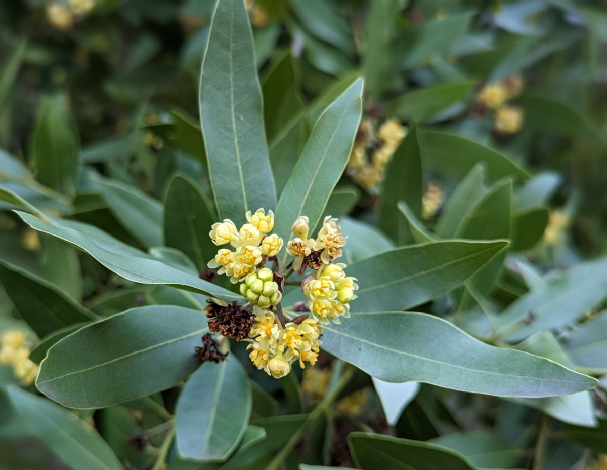 Leaves of a bay laurel plant with a yellow flower cluster in the center.