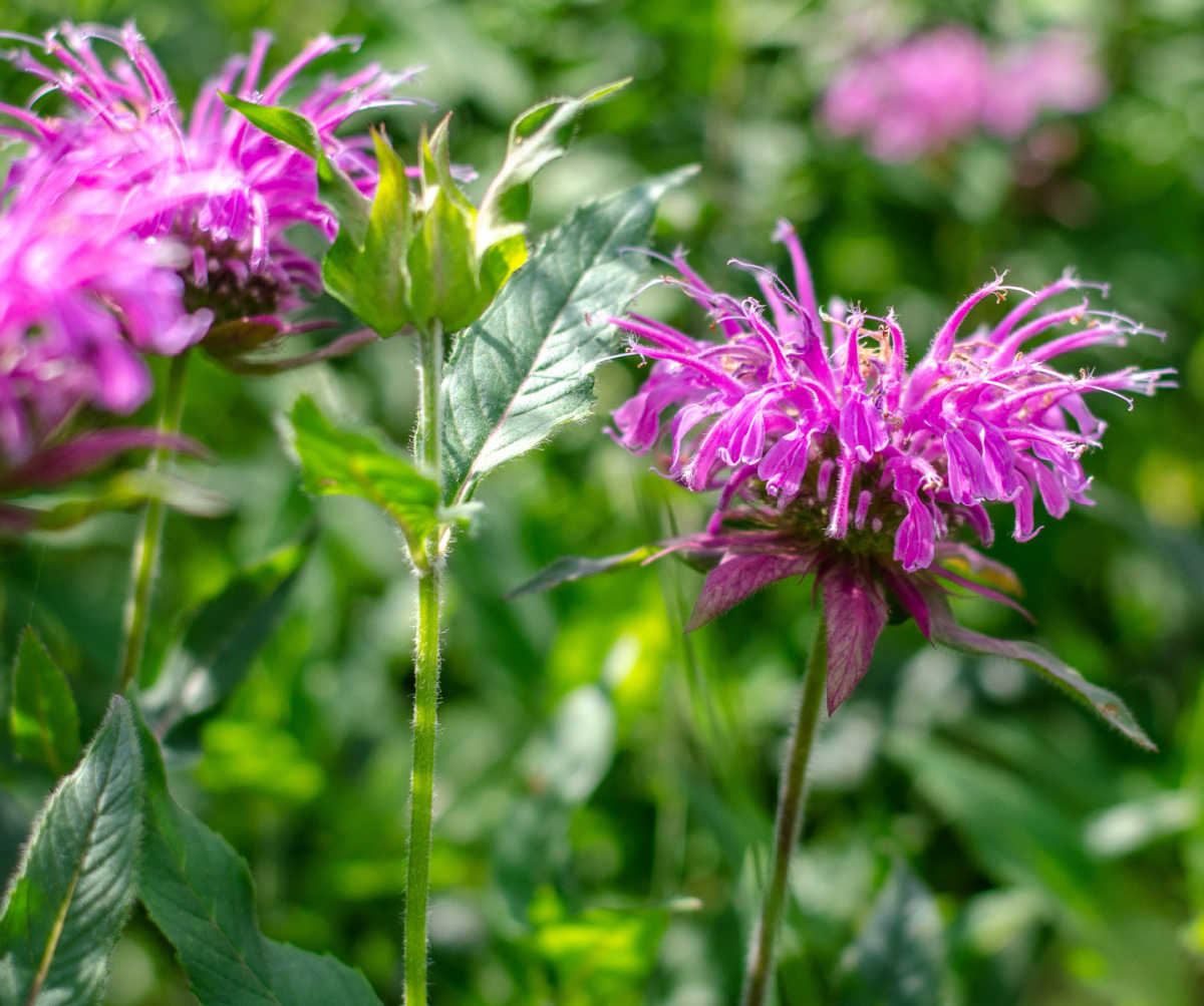 Leaves and purple flowers of bee balm perennial herb.