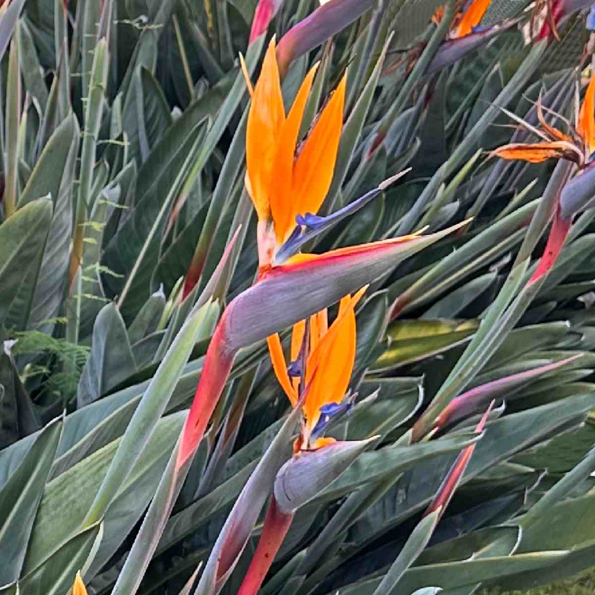 A photo the orange flowers of the bird of paradise plant, known botanically as Strelitzia reginae.