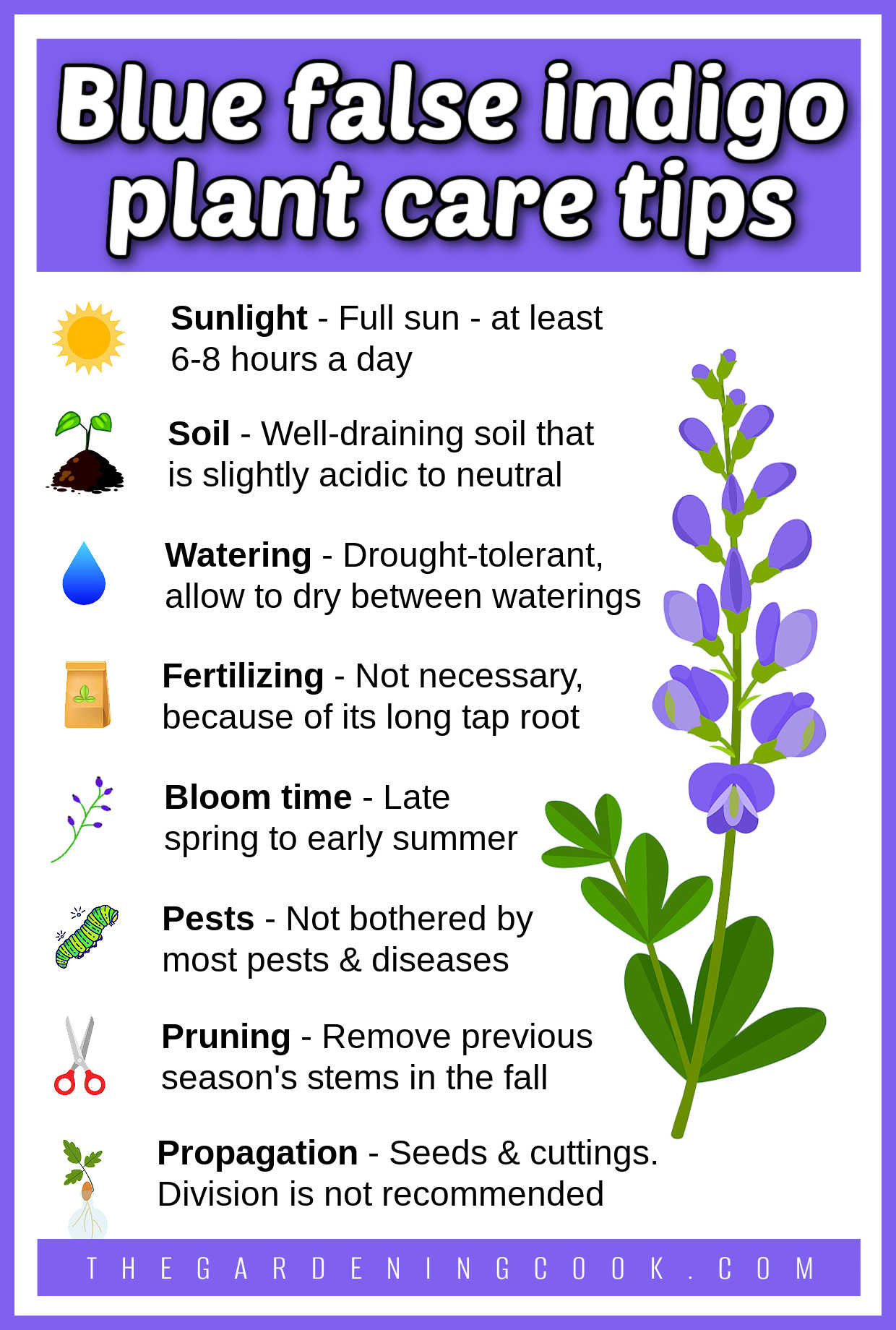An infographic showing a Baptisia plant sprig and list of care tips next to small icons about sunlight, watering, soil, propagation, pests and more. Purple text box reads Blue false indigo plant care tips.