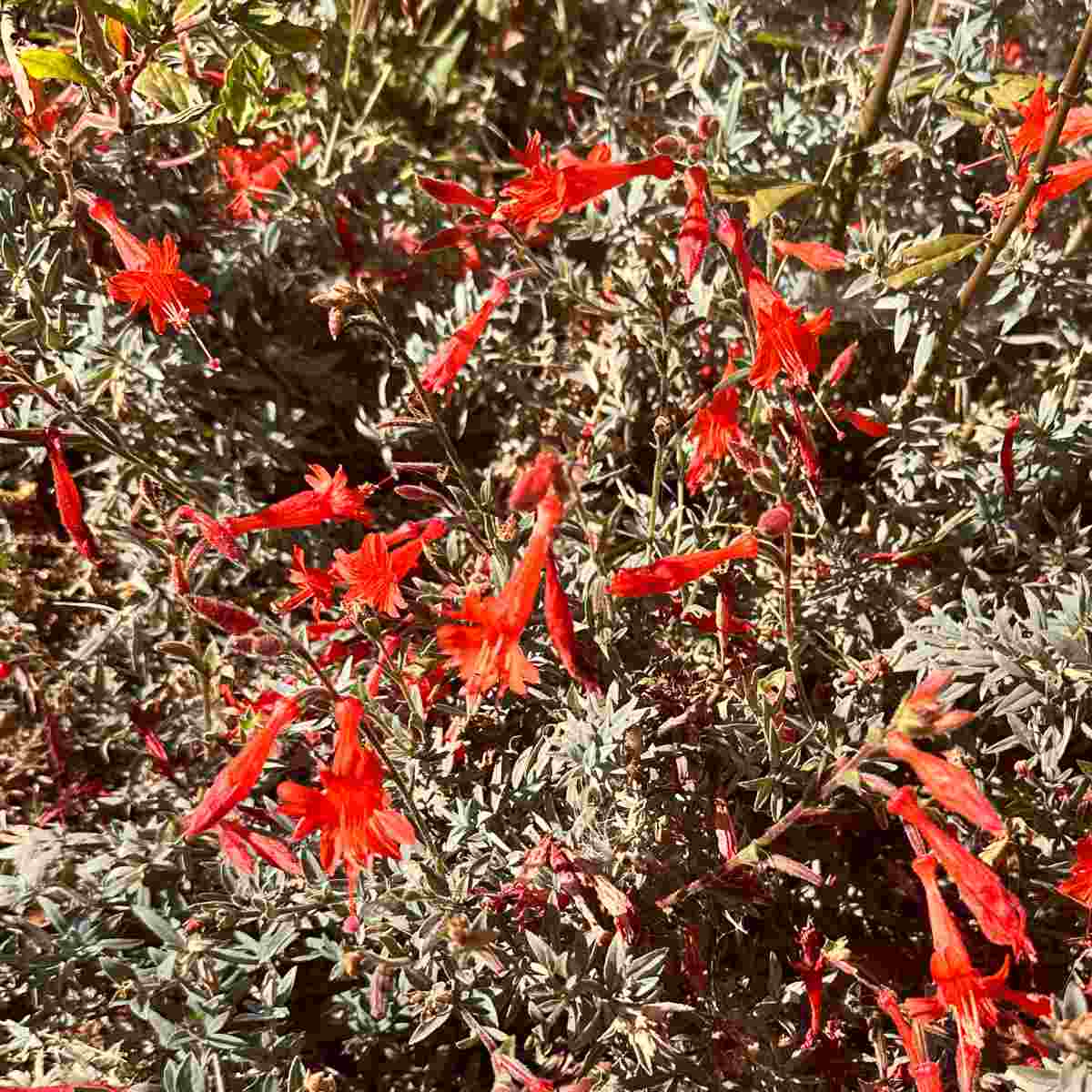 A close up shot of a yellow flowering shrub commonly called California fuschia and botanically known as Epilobium canum.