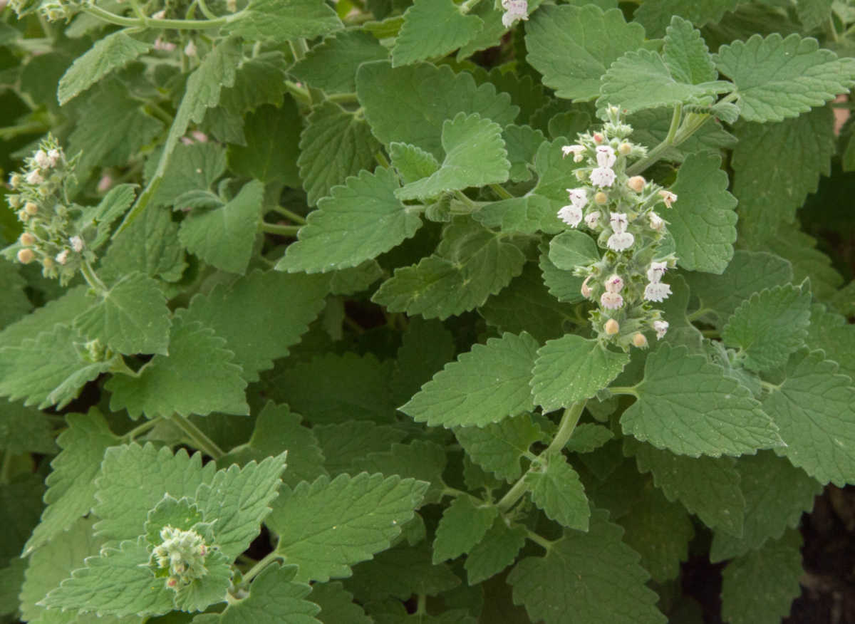 The leaves and small flowers of a catnip perennial herb plant.