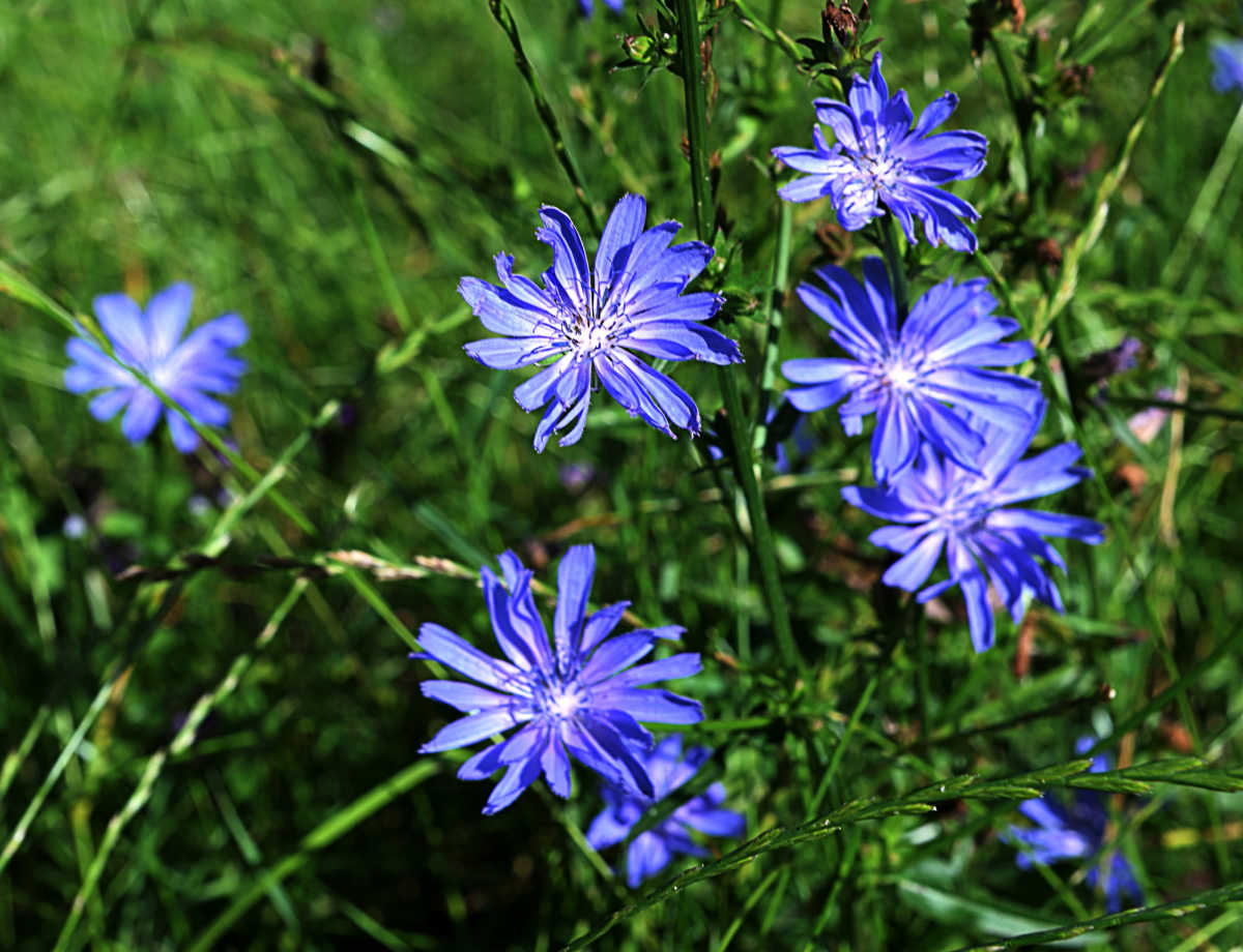 The leaves and flowers of chicory perennial plant.