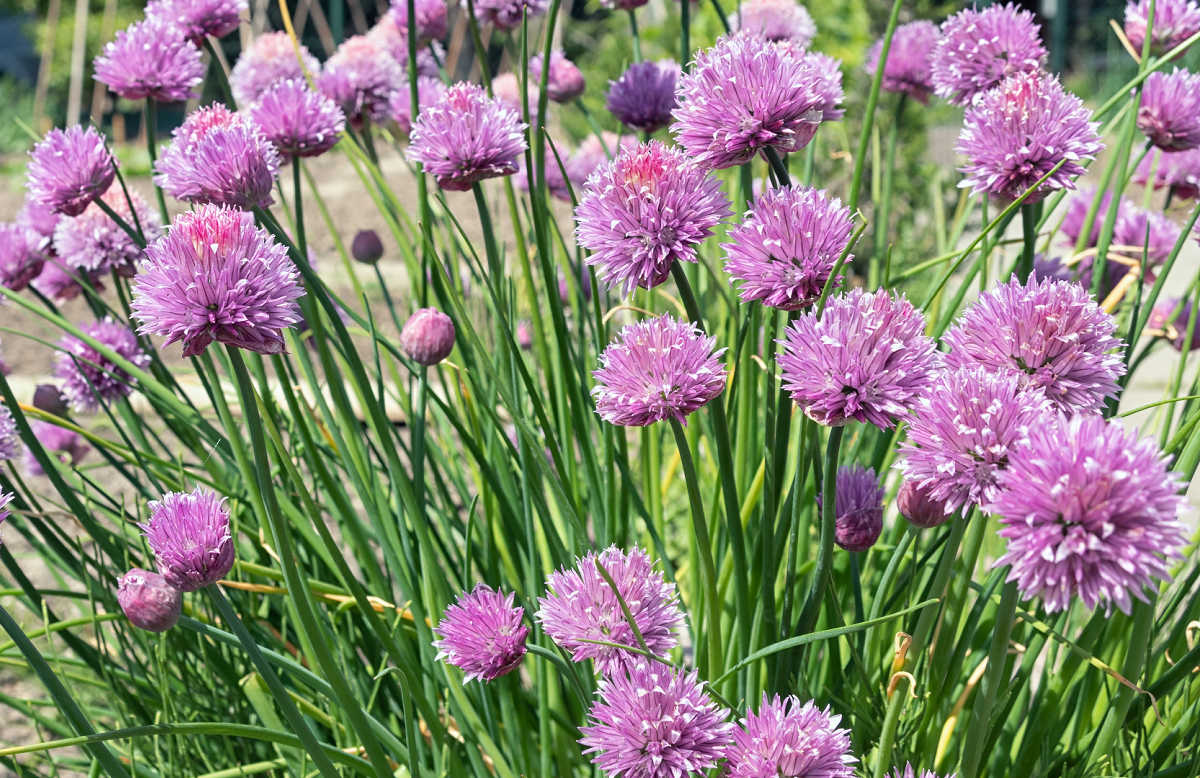 Chives leaves with bright pink flowers growing in sunshine.