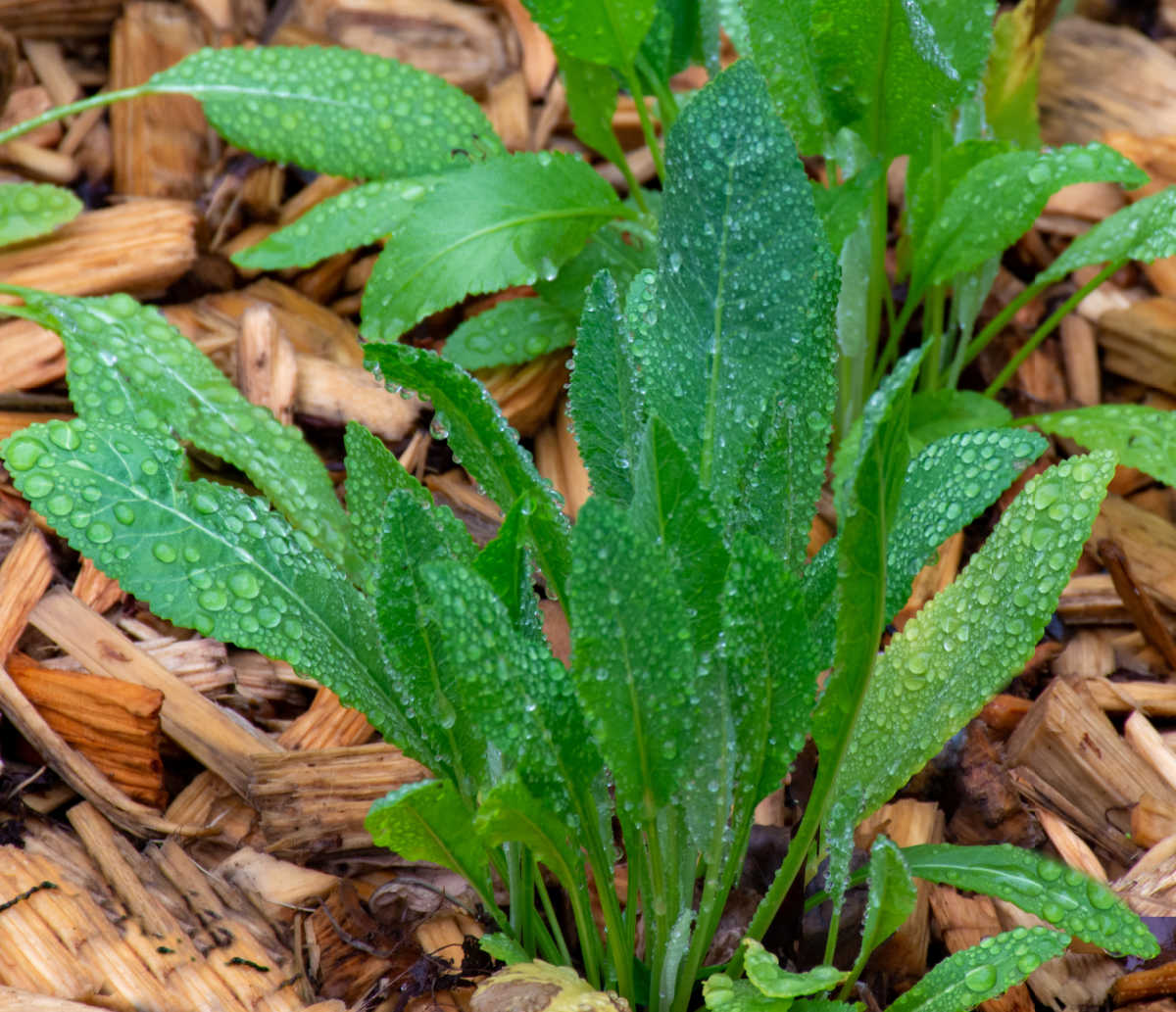 Long green leaves of costmary herb surrounded by pine bark chips in a garden.