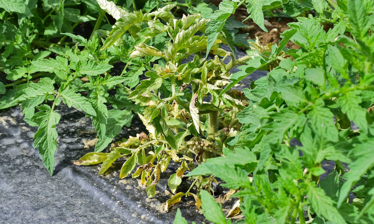 Curling yellow leaves on tomato plants caused by herbicides.