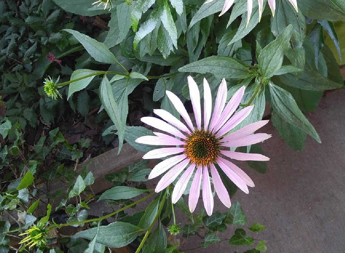 A perennial echinacea plant with pink flowers that have a cone shaped center.