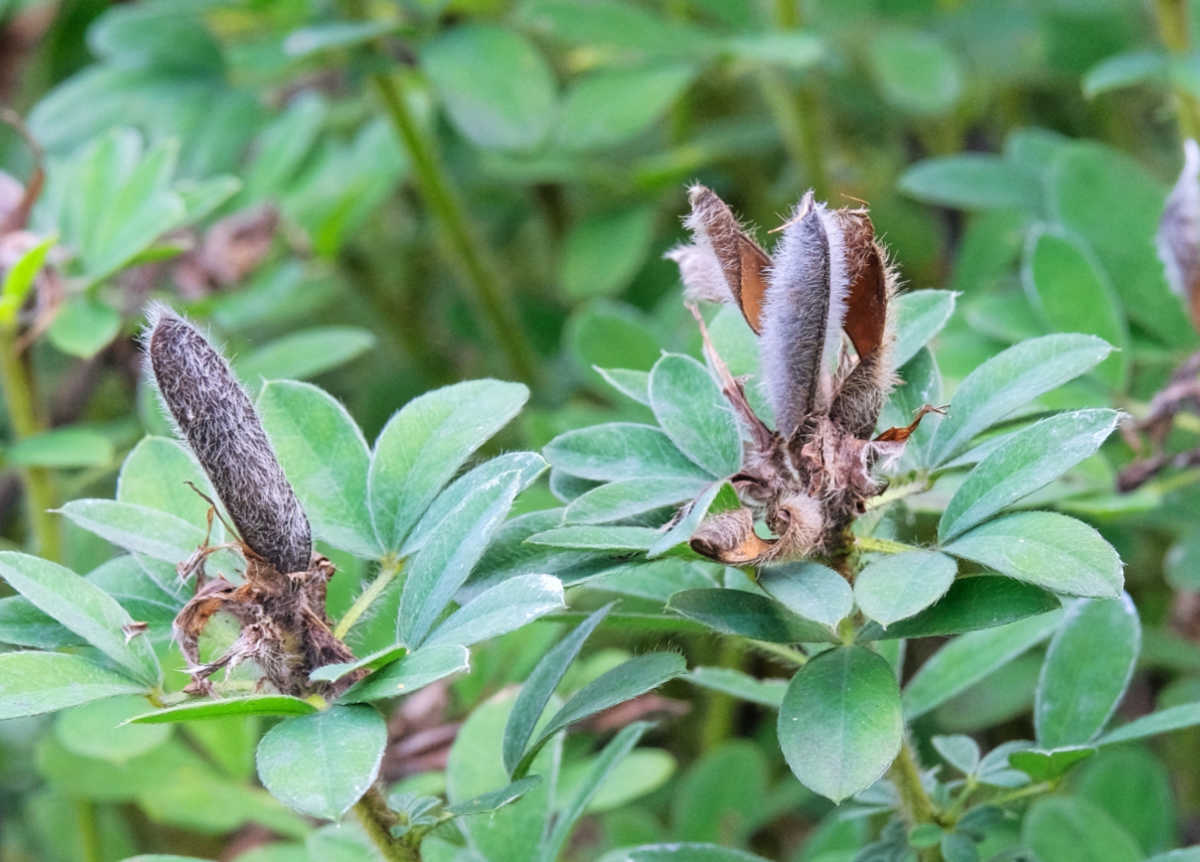 False blue indigo seed pods on a mature plant.