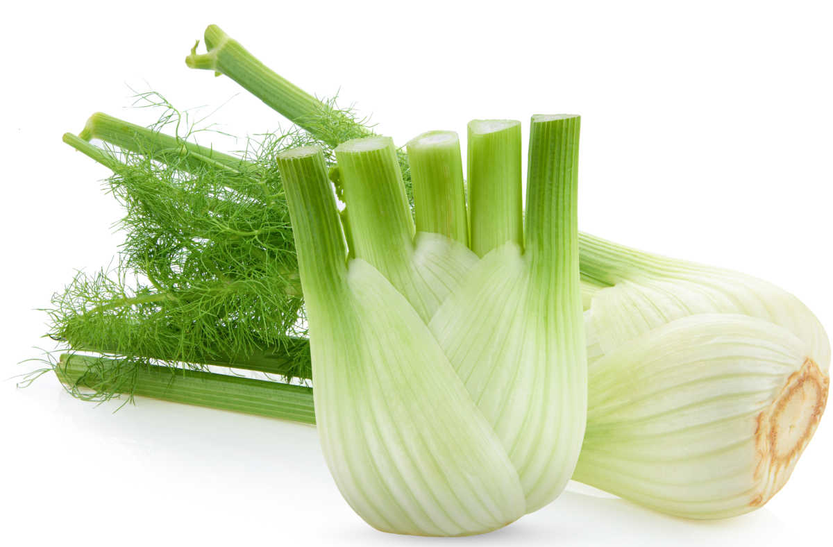 Whole fennel plant with a smaller cut plant in front of it.