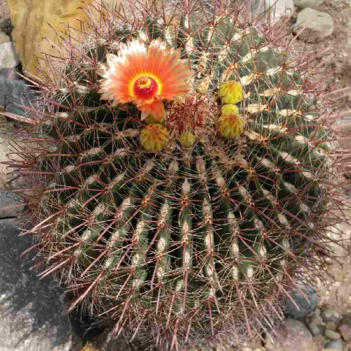 A fishhook barrel cactus, known botanically as Ferocactus wislizeni, with one orange flower open at the top, alongside several other flower buds.