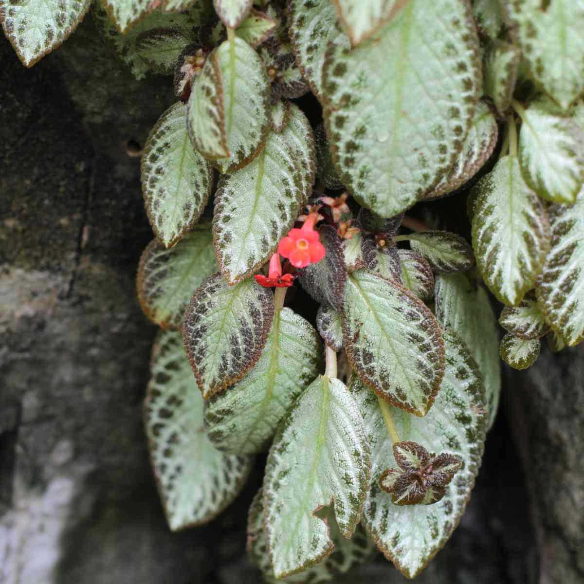 A picture of an orange flame violet flower, known botanically as Episcia cupreata, with lots of green and black variegated foliage.