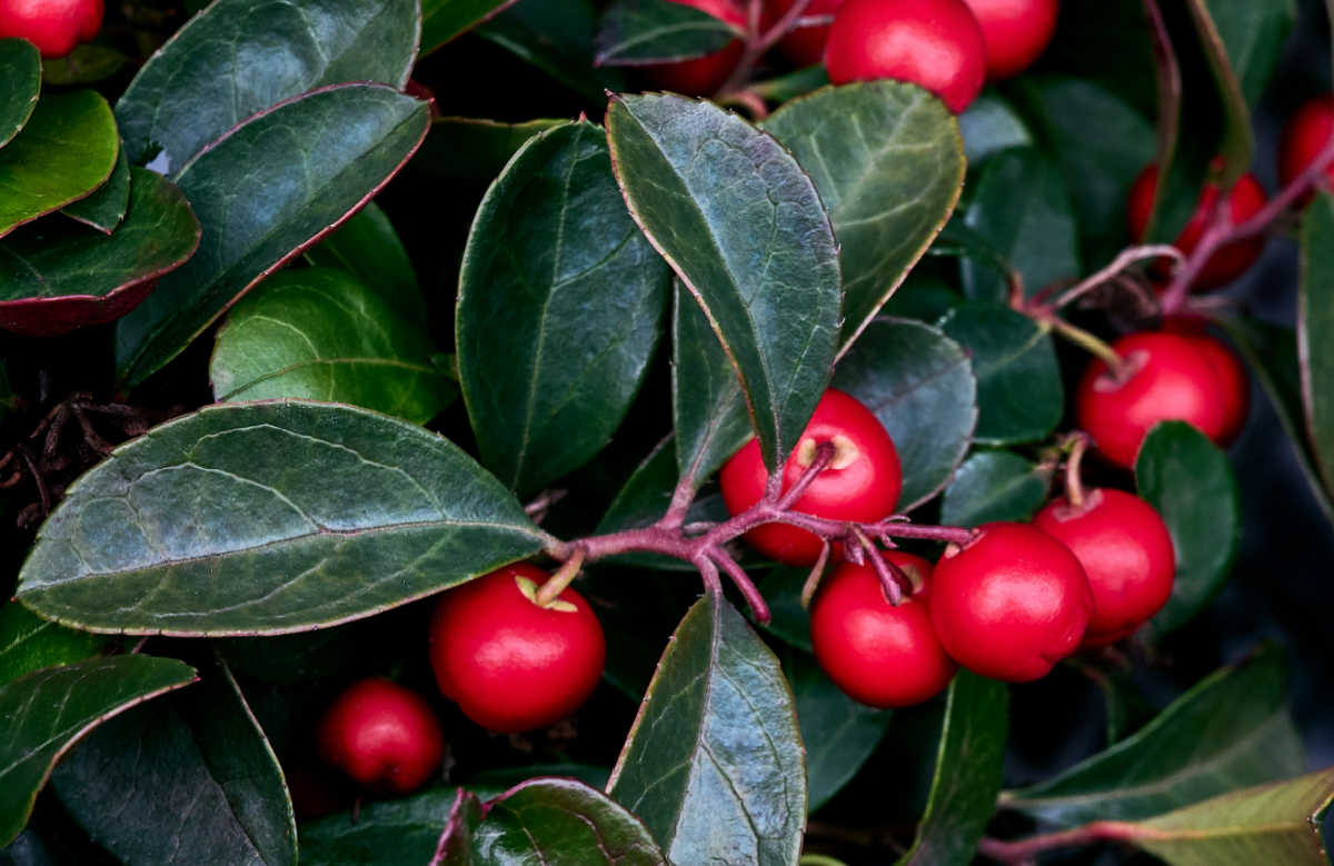 A close up of the red berries and green leaves of winterberry herb.