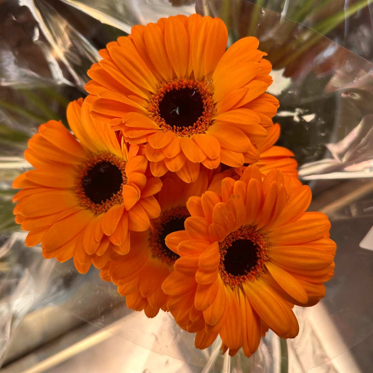 A bouquet of gerbera daisies, also known as Gerbera jamesonii, in plastic floral wrap.