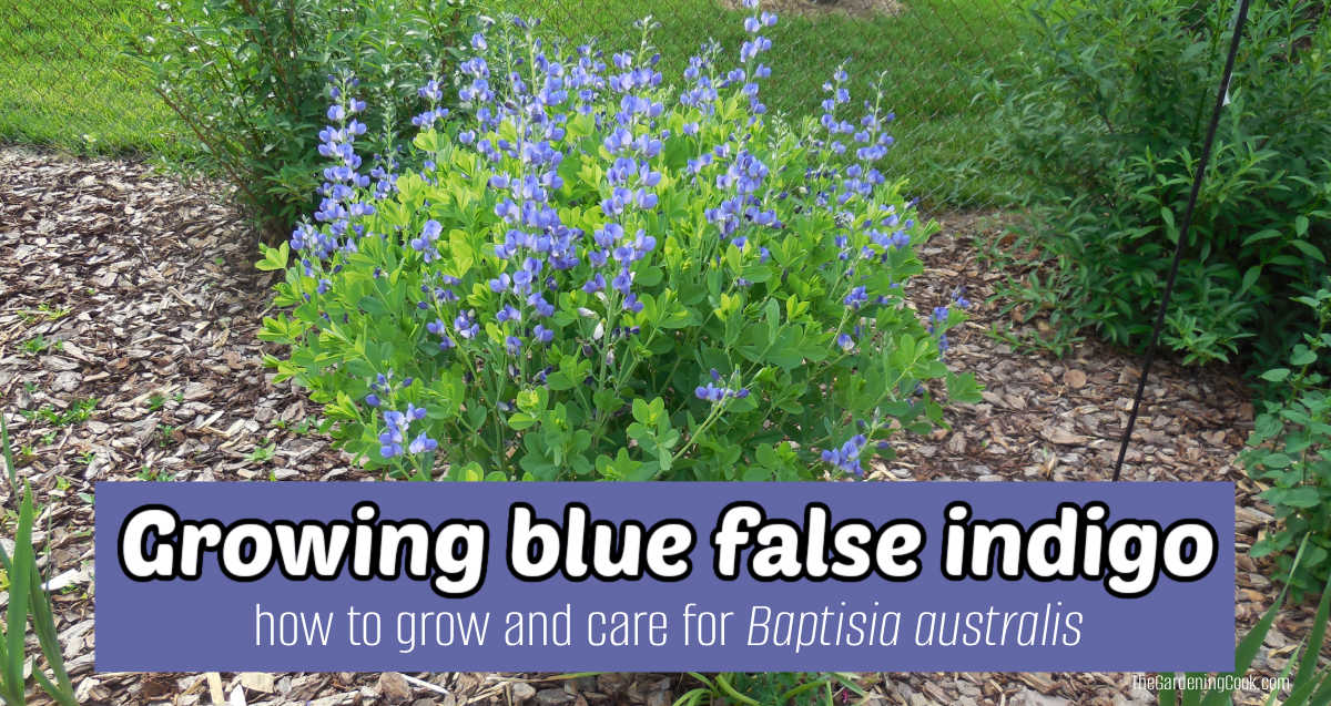 A wild indigo plant in a garden surround by mulch. Blue text box reads Growing blue false indigo - how to grow and care for Baptisia australis.