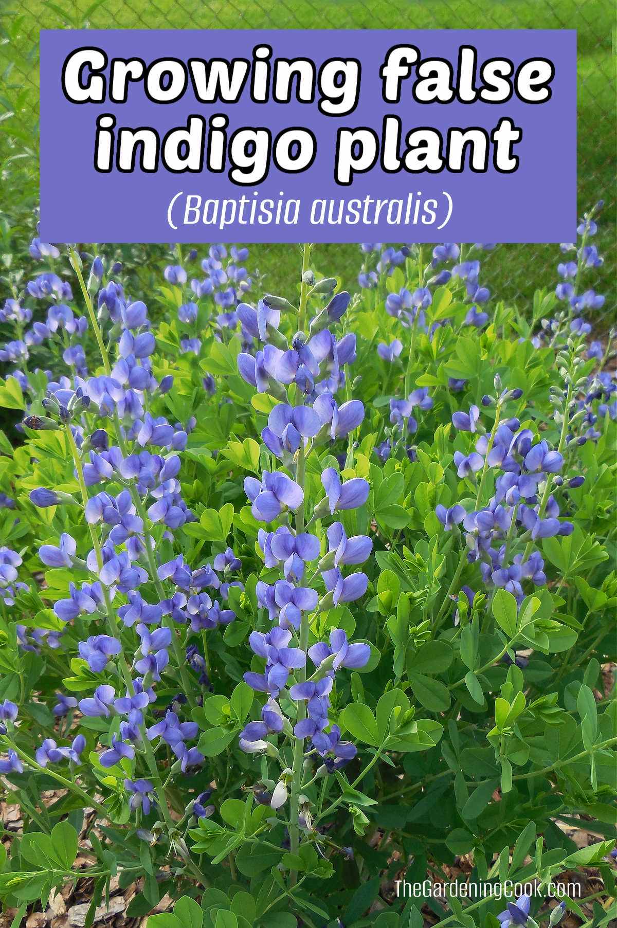 A wild indigo plant with blue flowers. A blue text box reads Growing false indigo plant (Baptisia australis).