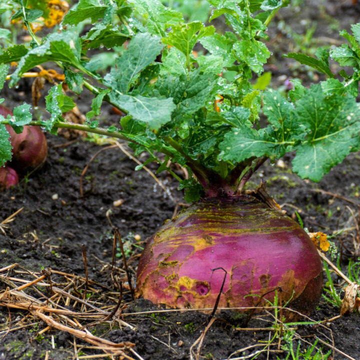 How to Grow Rutabagas from Seed to Harvest