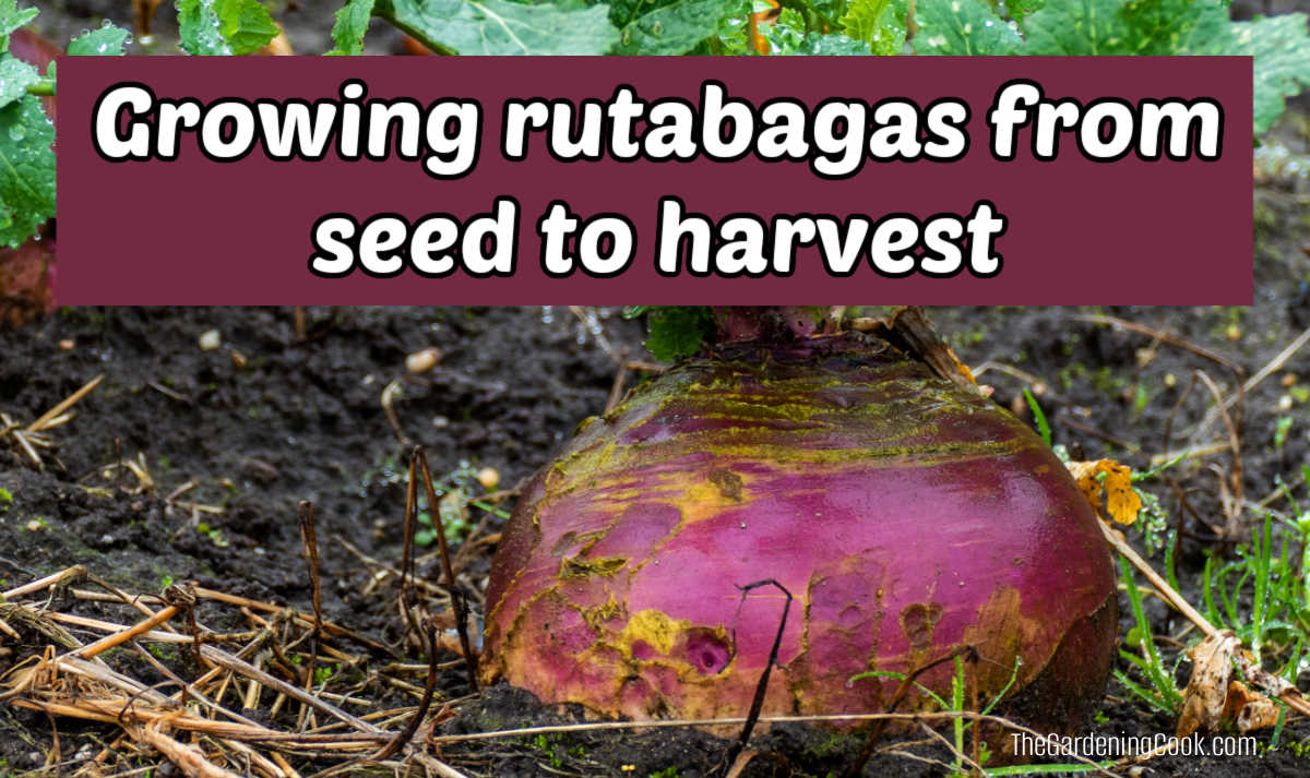 A mature rutabaga growing in the ground. Purple text box reads Growing rutabagas from seed to harvest.