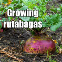 Rutabaga in the ground with white text reading Growing rutabagas.