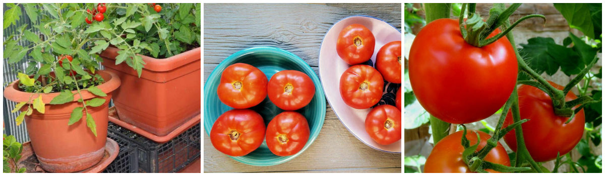 A collage with pictures of tomatoes growing in pots, ripening tomatoes, and sweet tomatoes on a vine.