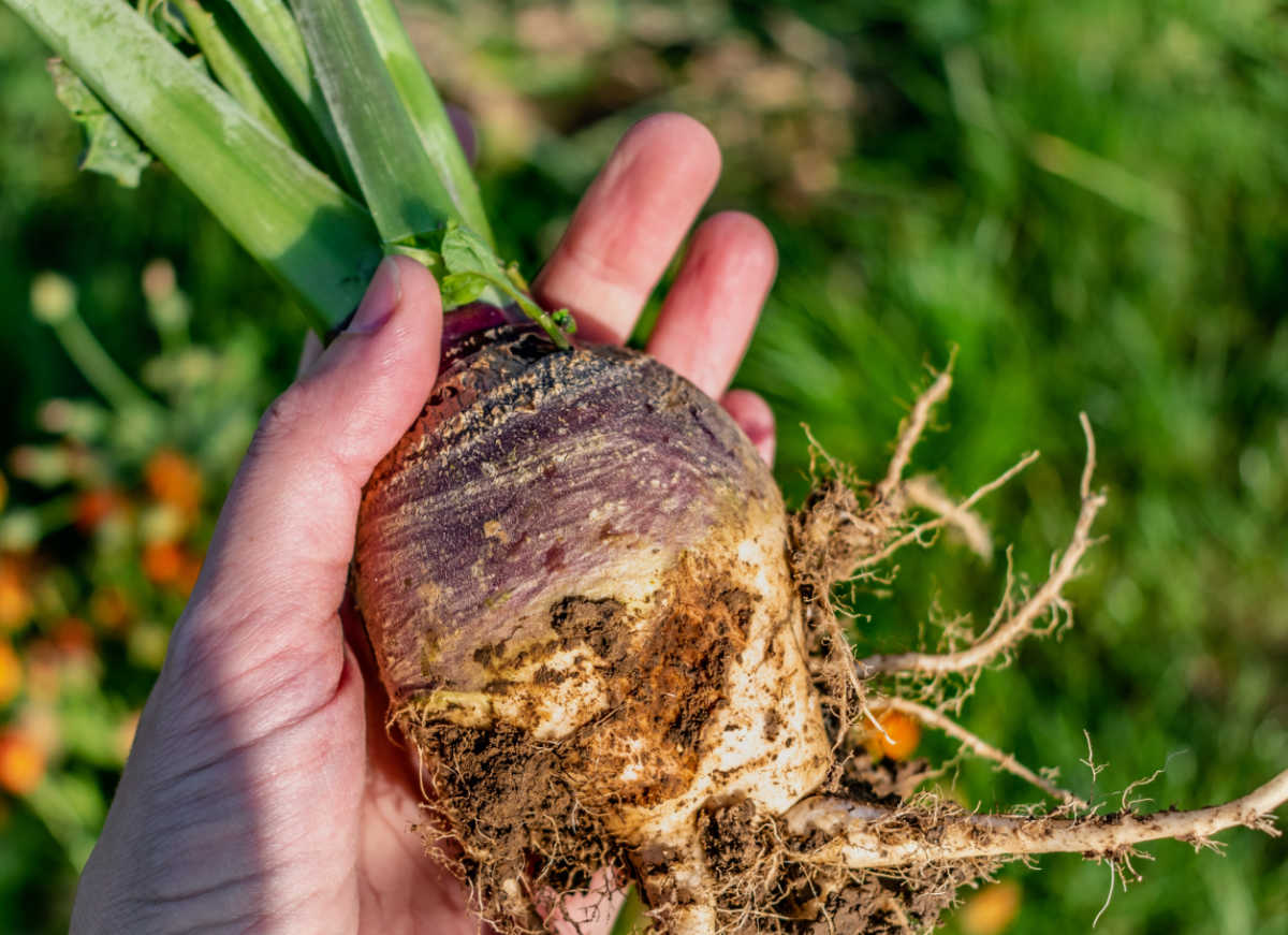 A hand holding a rutabaga root with soil on it.