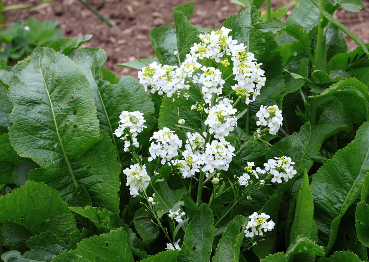A horseradish perennial herb in a garden with white flowers.