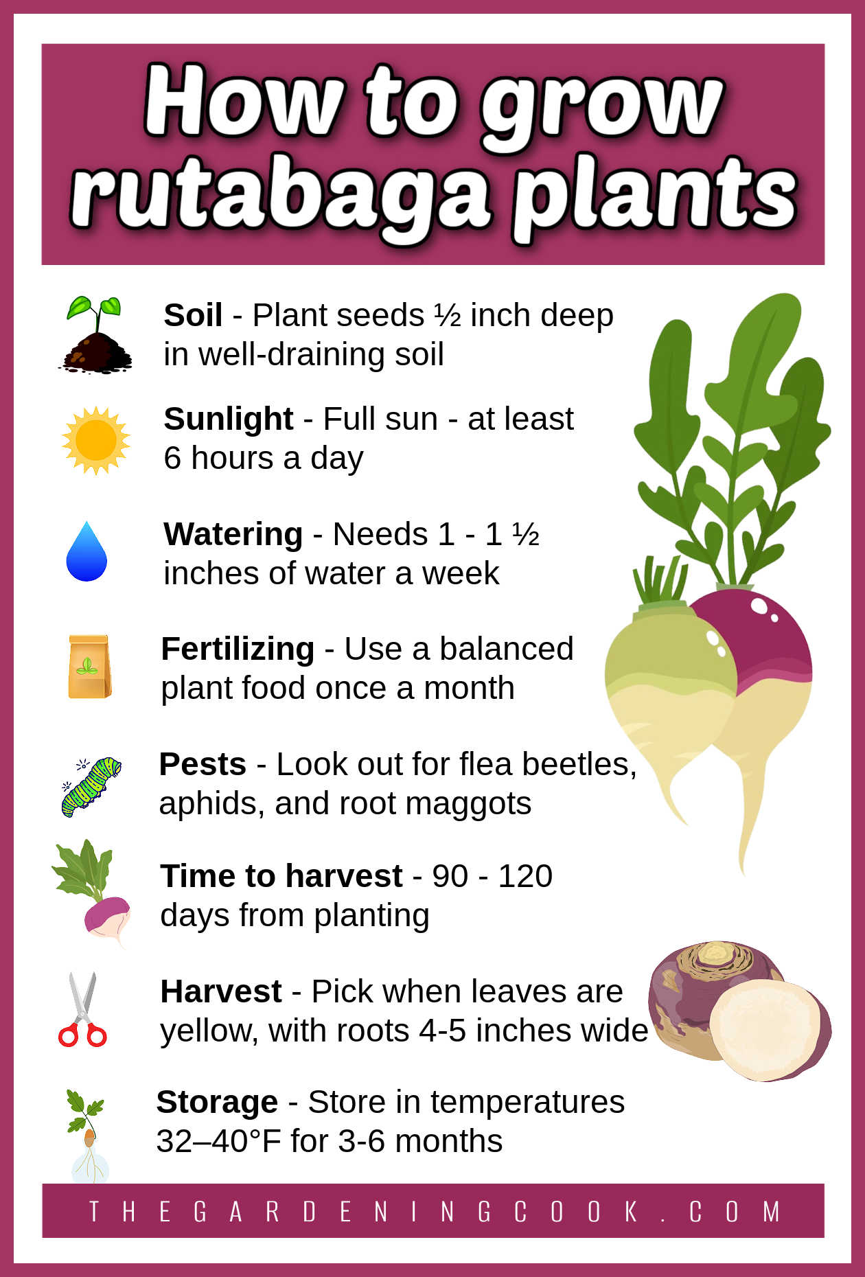 A printable with pictures of rutabaga plant and gardening icons plus growing tips. Purple text box reads How to grow rutabaga plants.