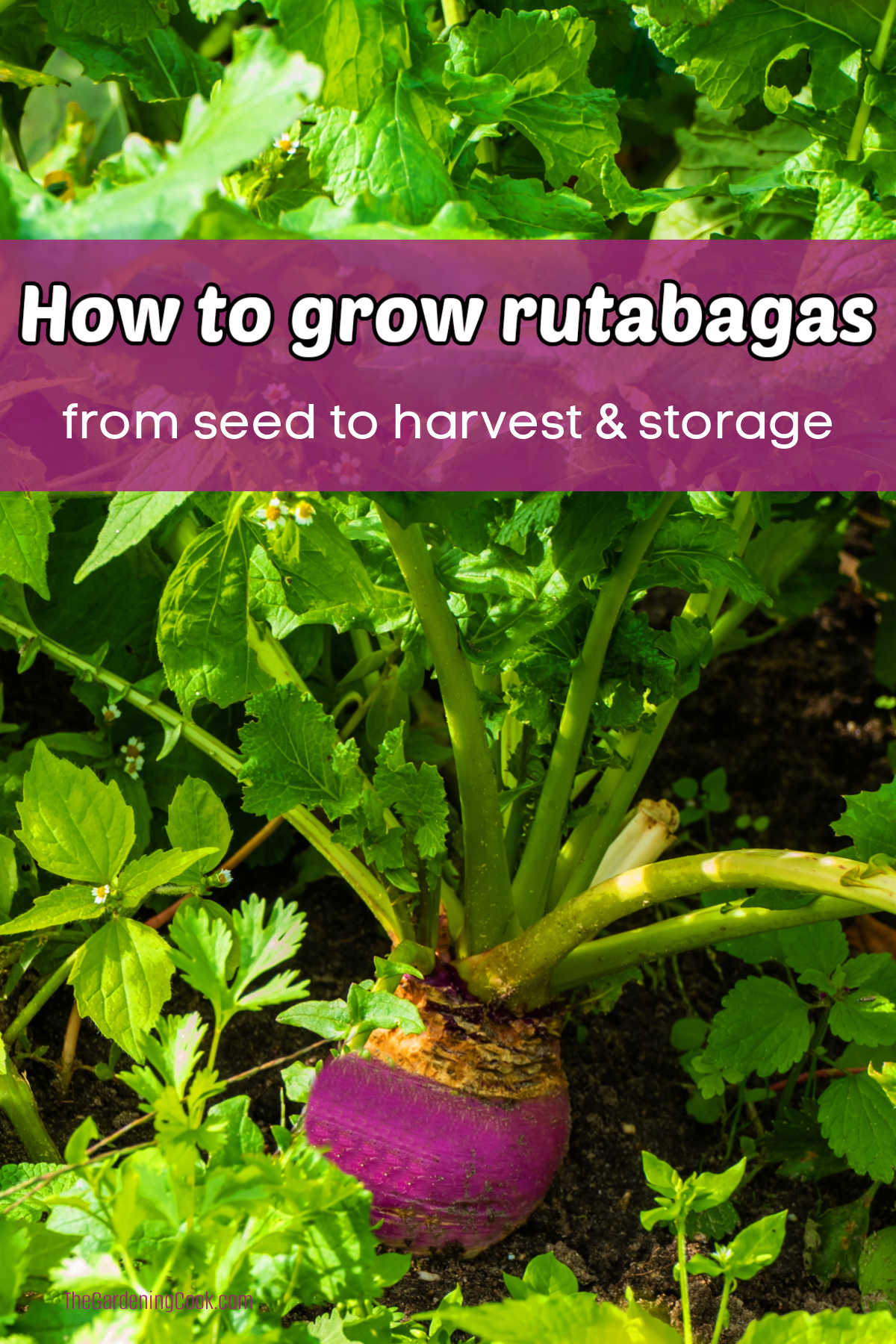 A rutabaga growing in a garden, pink text box reads How to grow rutabagas, from seed to harvest & storage.