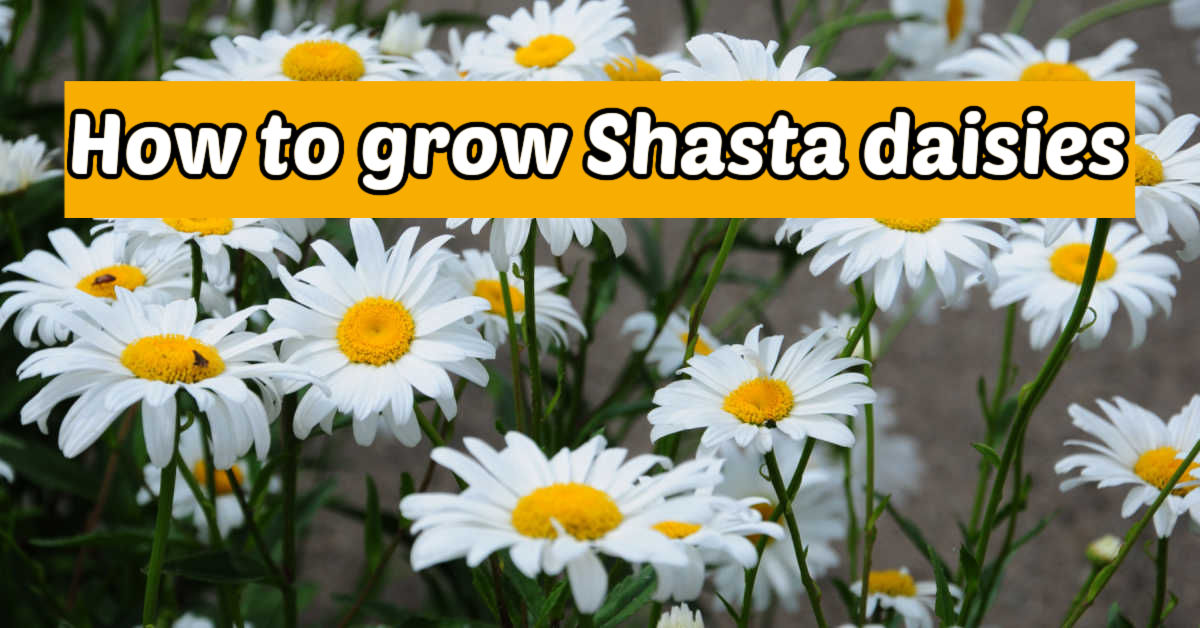 How to grow shasta daisies Shasta daisies with white petals and yellow centers growing in the sun. A yellow text box reads How to grow Shasta daisies.