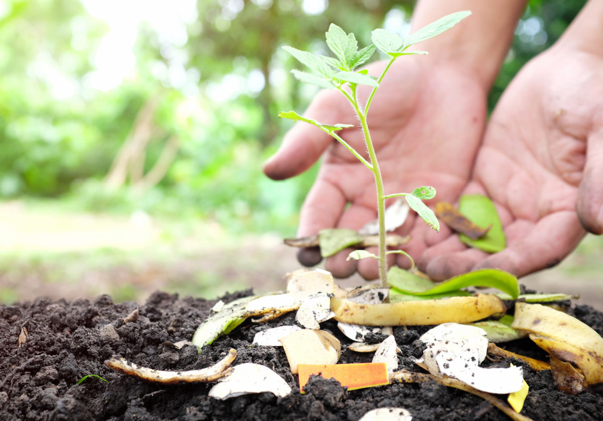 Uncomposted kitchen scraps around a small tomato plant.