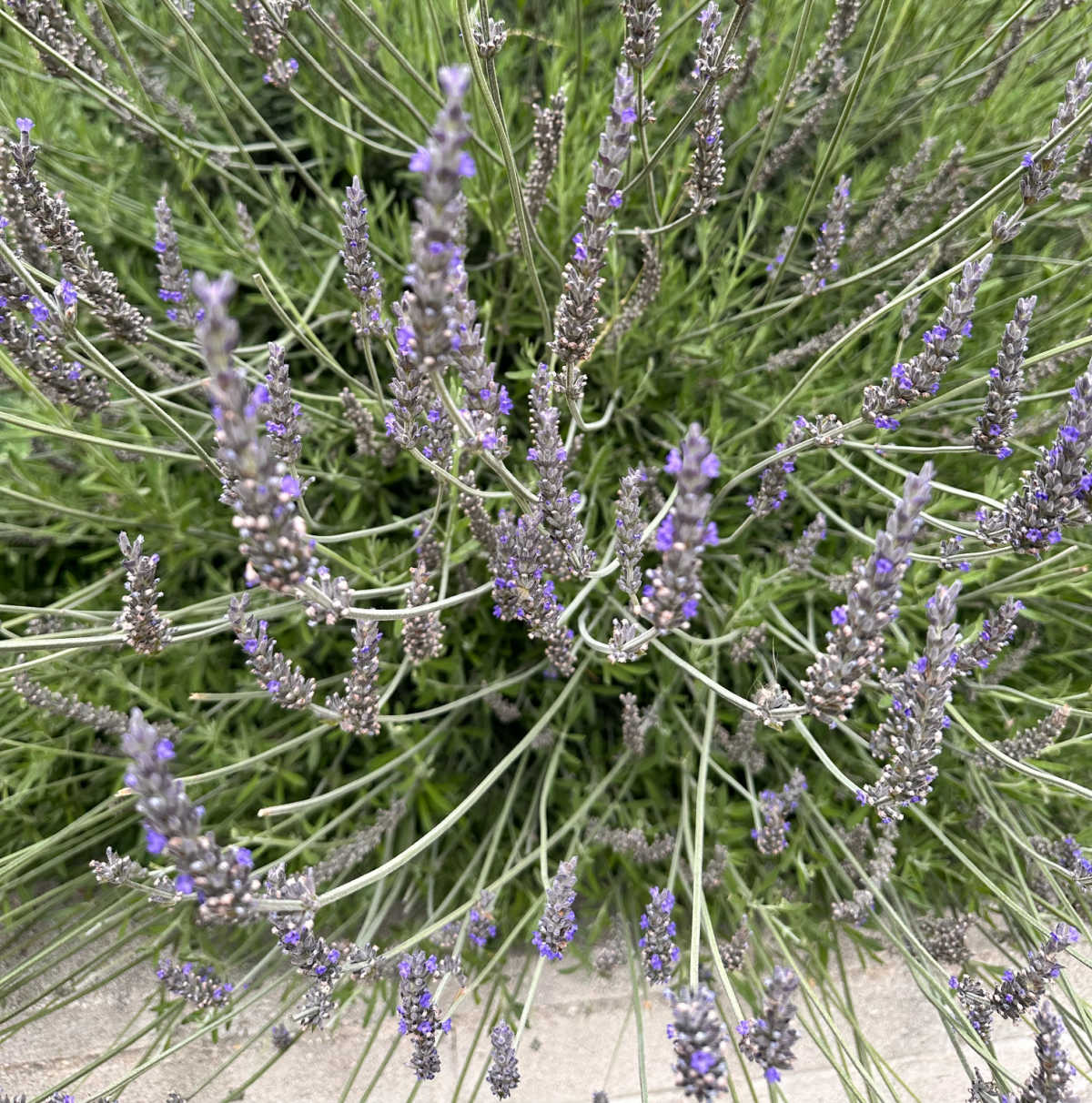 A clump of lavender herb growing with tall purple flower stalks.
