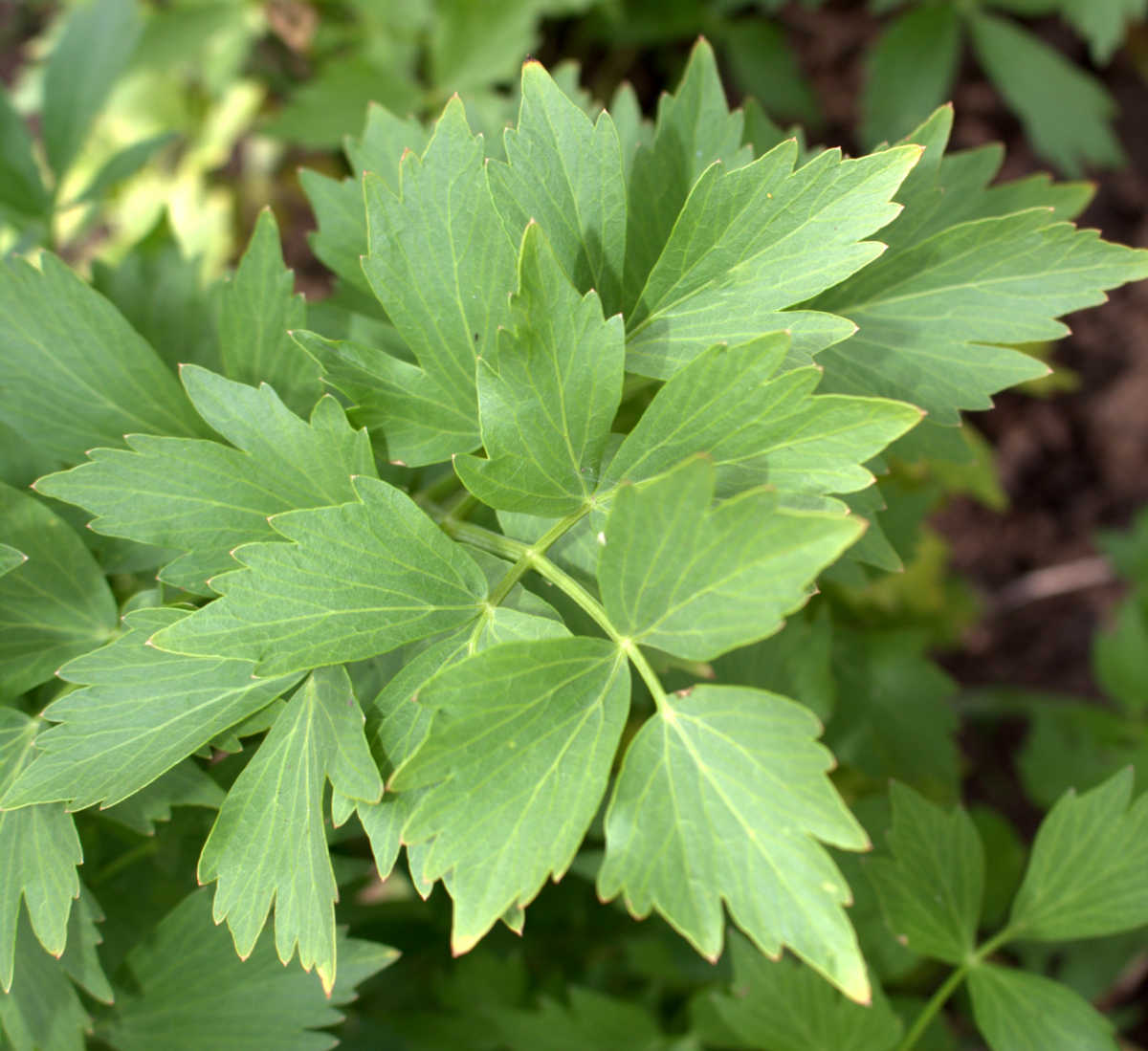A close up of the leaves of a lovage perennial herb.