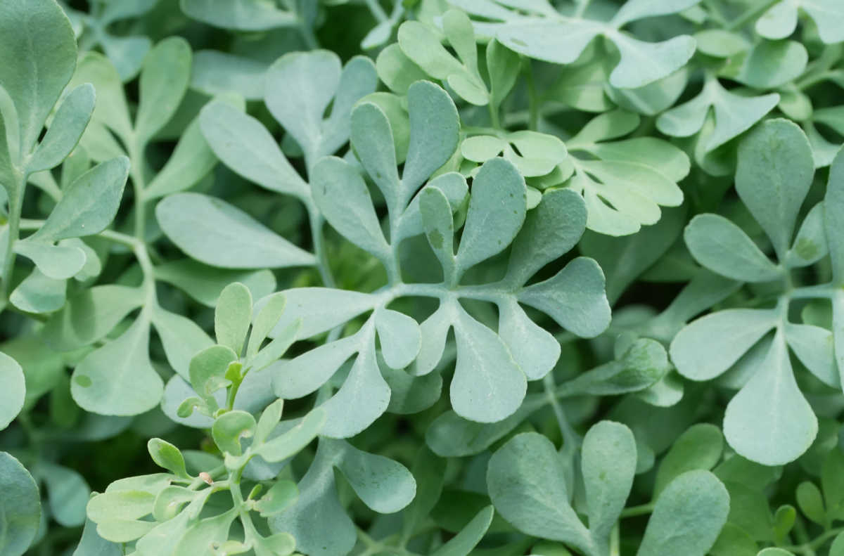 A close up of the gray green leaves of a common rue plant.