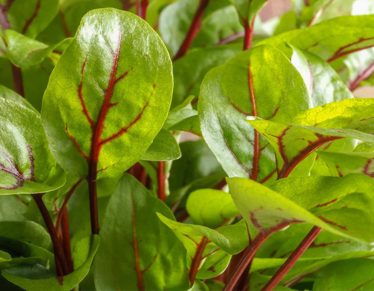 A close up of the red and green leave of sorrel herb.