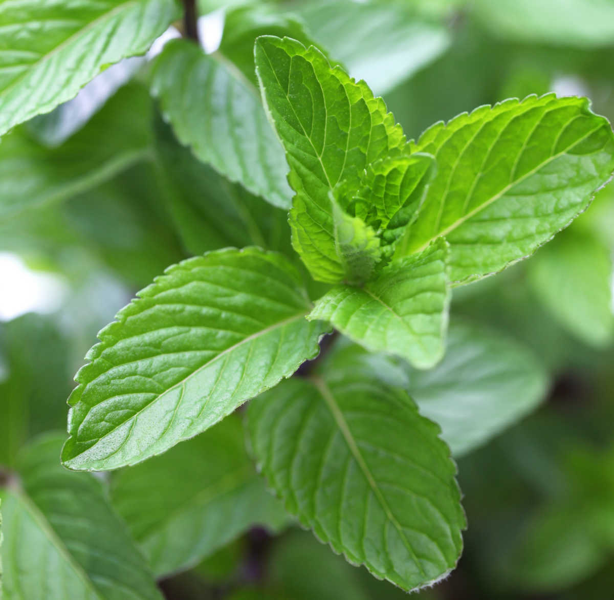 The leaves of a yerba buena perennial herb.