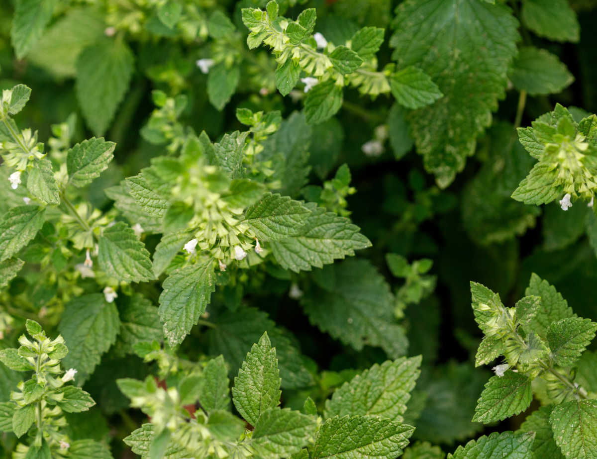 A patch of lemon balm perennial herb with small white flowers.