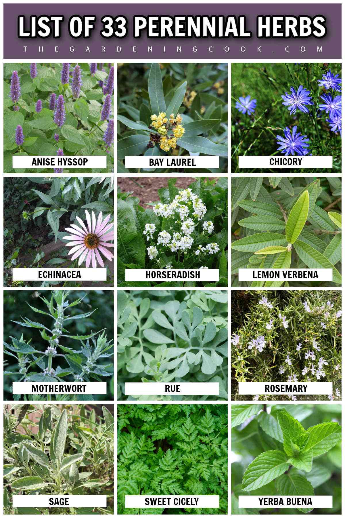 Photos of 12 different perennial herbs with names of each in a white box. Purple text box at the top reads List of 33 Perennial Herbs.