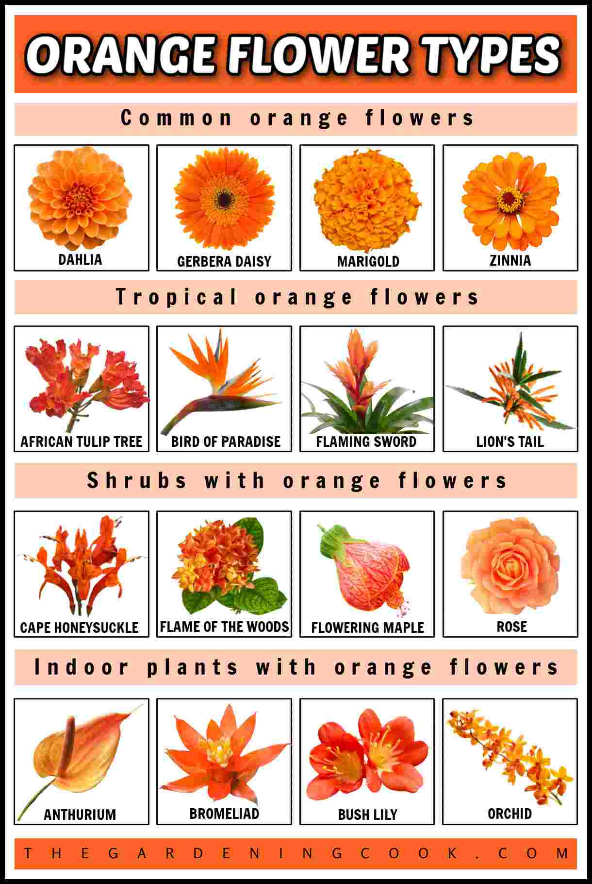 An orange rectangle with a white text overlay that says orange flower types at the top above a collage of orange flowers, divided into four sections, first is a row of common orange flowers including a dahlia, gerbera diasy, marigold and zinnia, the second is a row of tropical orange flowers including an African tulip tree, a bird of paradise, a flaming sword bromeliad and a lion's tail, the third row is of four shrubs with orange flowers including cape honeysuckle, flame of the woods, flowering maple and rose, and the fourth row is of an anthurium, a bromeliad, bush lily and an orchid.