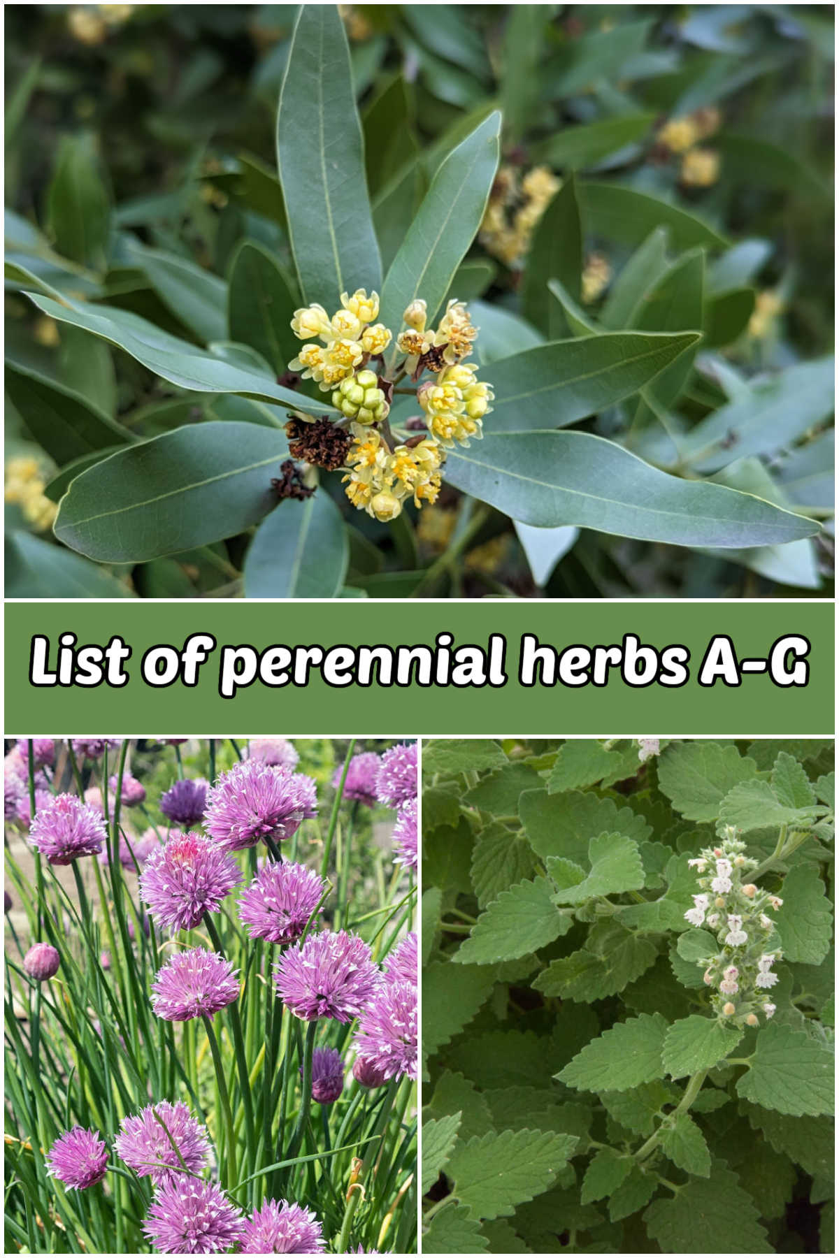 A collage with images of bay laurel, chives and catnip. Green text box reads List of perennial herbs A-G.